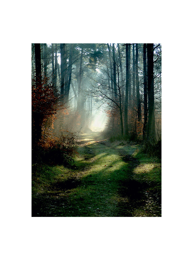 Bildmotiv eines Art Prints der Heimatlinse mit Sonnenstrahlen im Herbstwald.