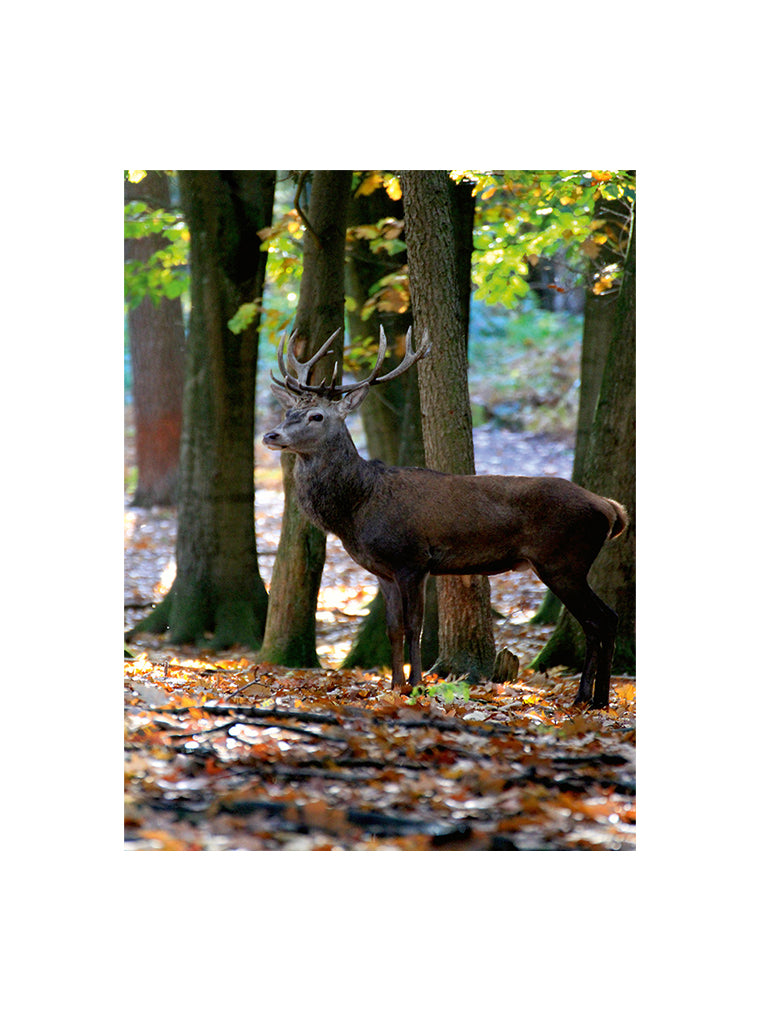 Bildmotiv eines Art Prints der Heimatlinse mit Hirsch im Vredener Forst.