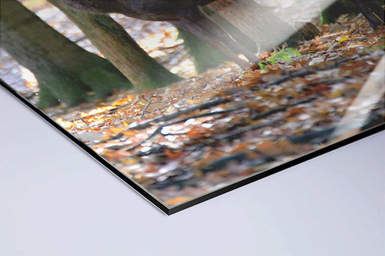 Darstellung eines Art Prints der Heimatlinse als hochglänzender UV-Direktdruck auf Aluverbund mit Motiv eines Hirsches im Vredener Forst.
