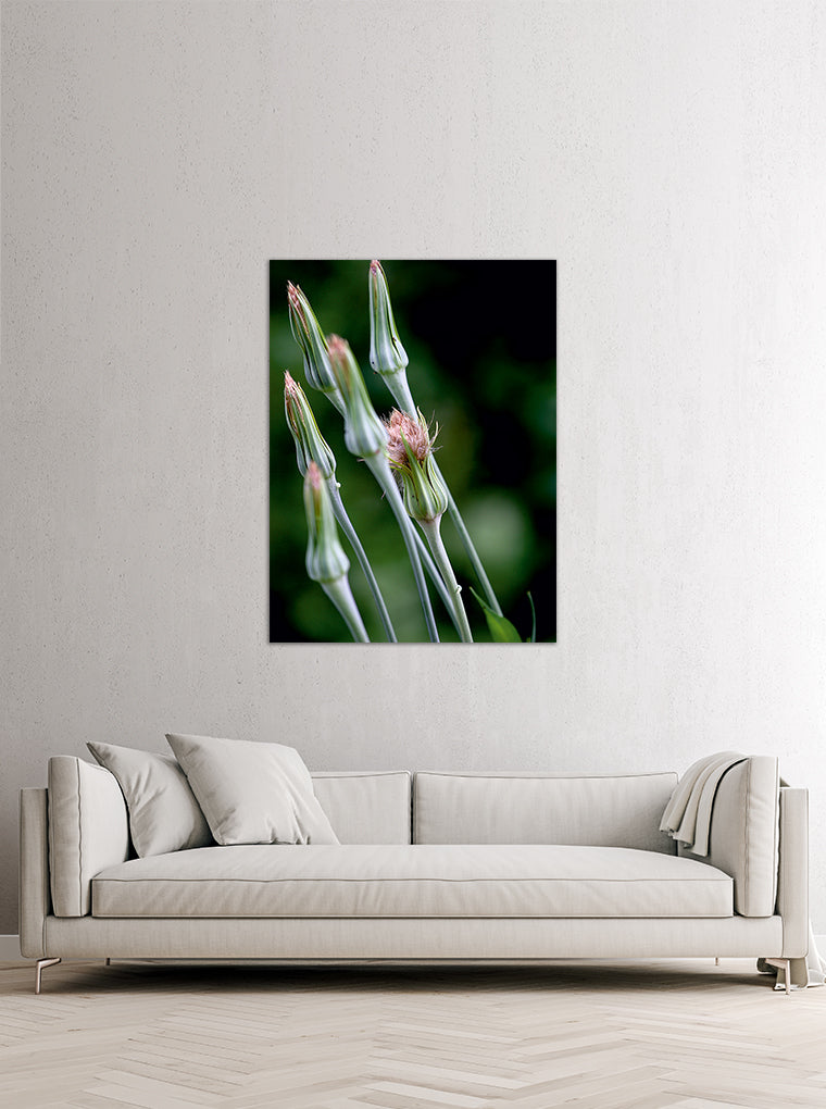 Darstellung eines Art Prints der Heimatlinse hängend an einer Wand in heller Umgebung mit Motiv einer Nahaufnahme von geschlossenen Blütenknospen.