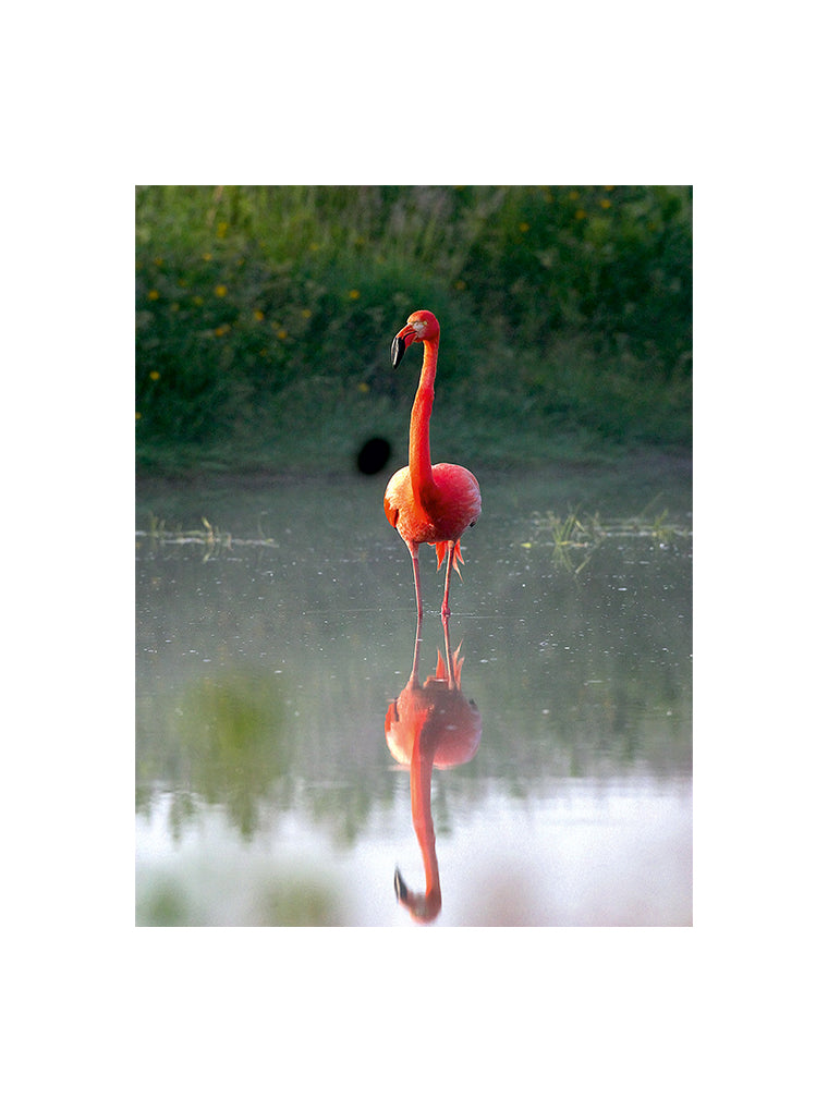 Bildmotiv eines Art Prints der Heimatlinse mit einem sich im Wasser spiegelnden Flamingo.