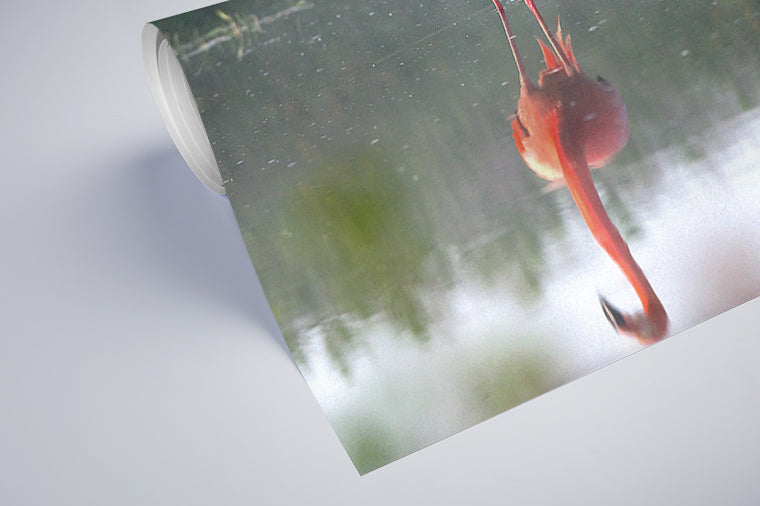 Darstellung eines Art Prints der Heimatlinse als halb aufgerolltes semi-mattes Poster mit Motiv eines sich im Wasser spiegelnden Flamingos.