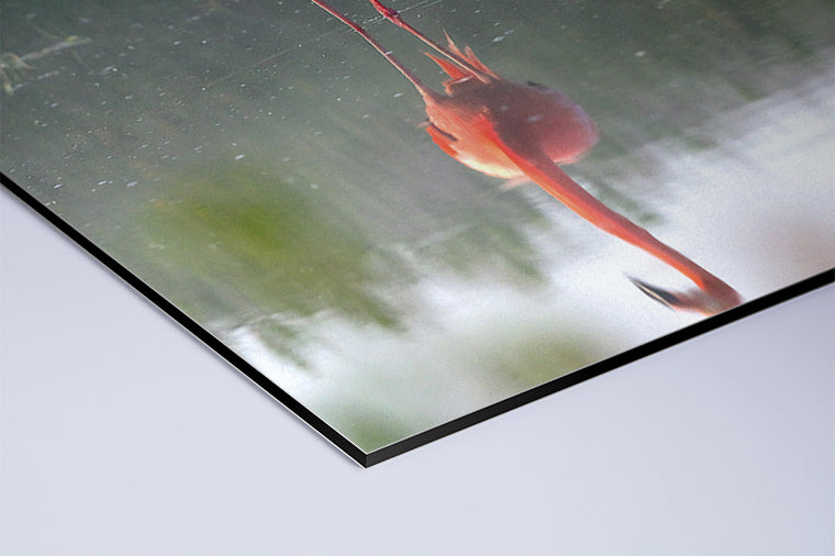 Darstellung eines Art Prints der Heimatlinse als matter UV-Direktdruck auf Aluverbund mit Motiv eines sich im Wasser spiegelnden Flamingos.