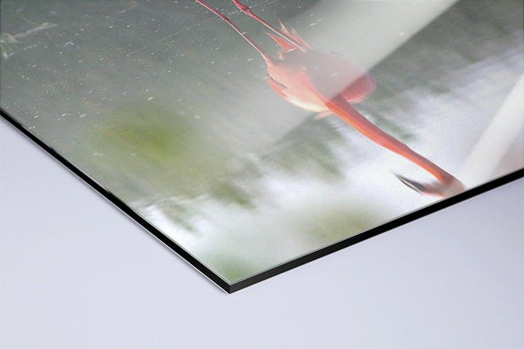 Darstellung eines Art Prints der Heimatlinse als hochglänzender UV-Direktdruck auf Aluverbund mit Motiv  eines sich im Wasser spiegelnden Flamingos.