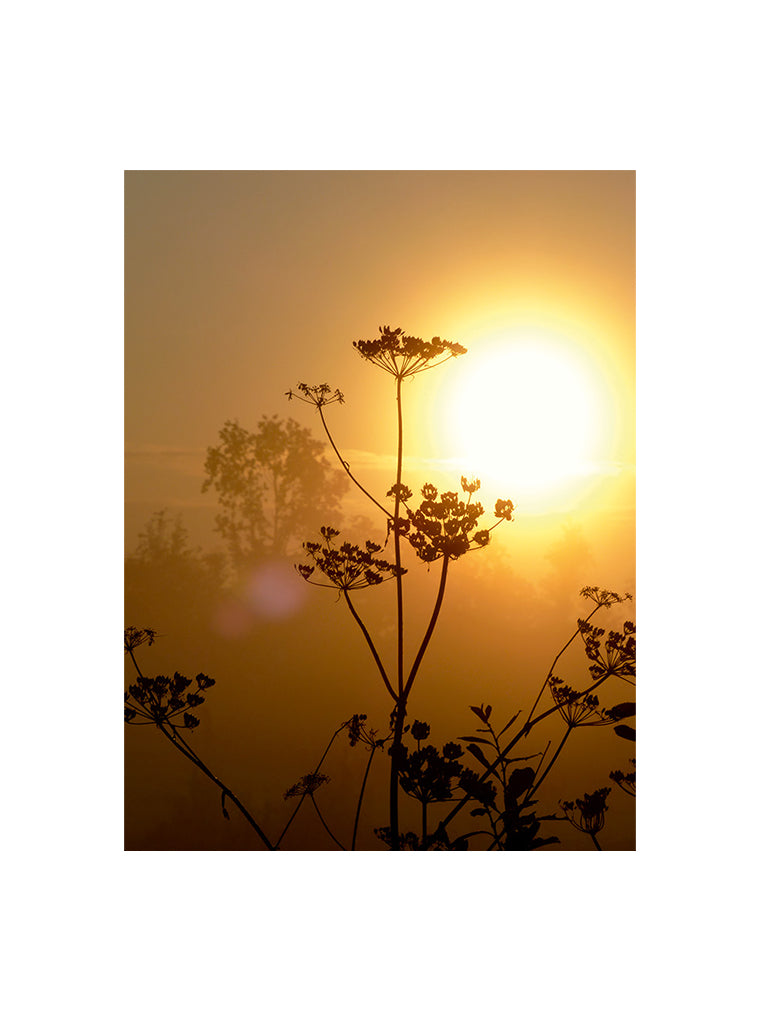 Bildmotiv eines Art Prints der Heimatlinse mit Blumen-Silhouette bei Sonnenuntergang.