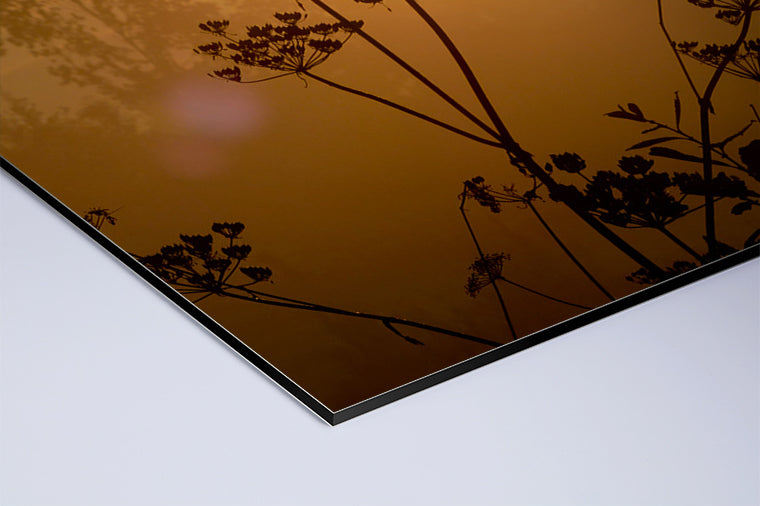 Darstellung eines Art Prints der Heimatlinse als matter UV-Direktdruck auf Aluverbund mit Motiv einer Blumen-Silhouette bei Sonnenuntergang.