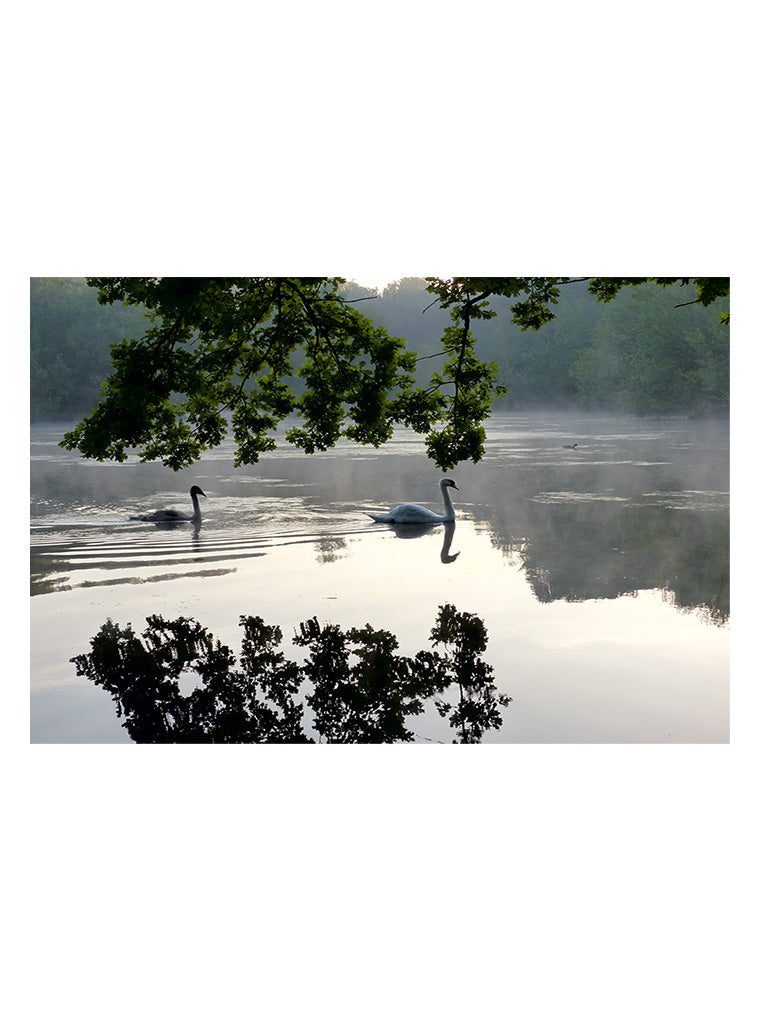 Bildmotiv eines Art Prints der Heimatlinse mit Schwänen auf dem Berkelsee.