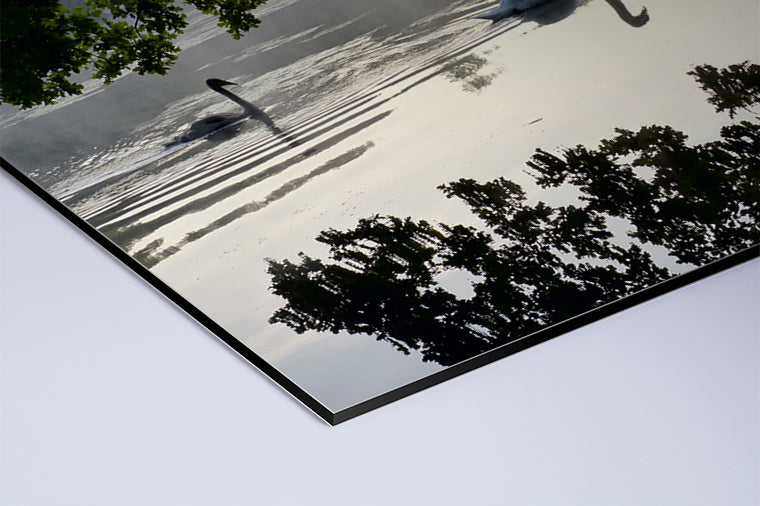 Darstellung eines Art Prints der Heimatlinse als matter UV-Direktdruck auf Aluverbund mit Motiv von Schwänen auf dem Berkelsee.