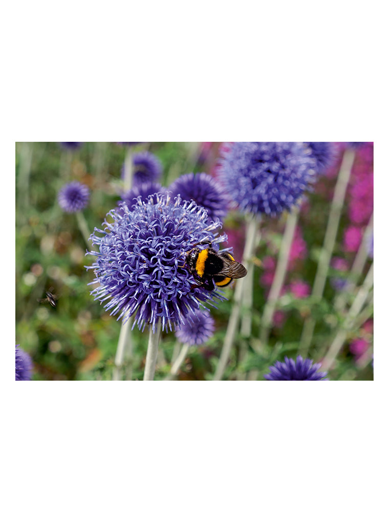 Bildmotiv eines Art Prints der Heimatlinse mit Hummel auf lila Diestelblüte.