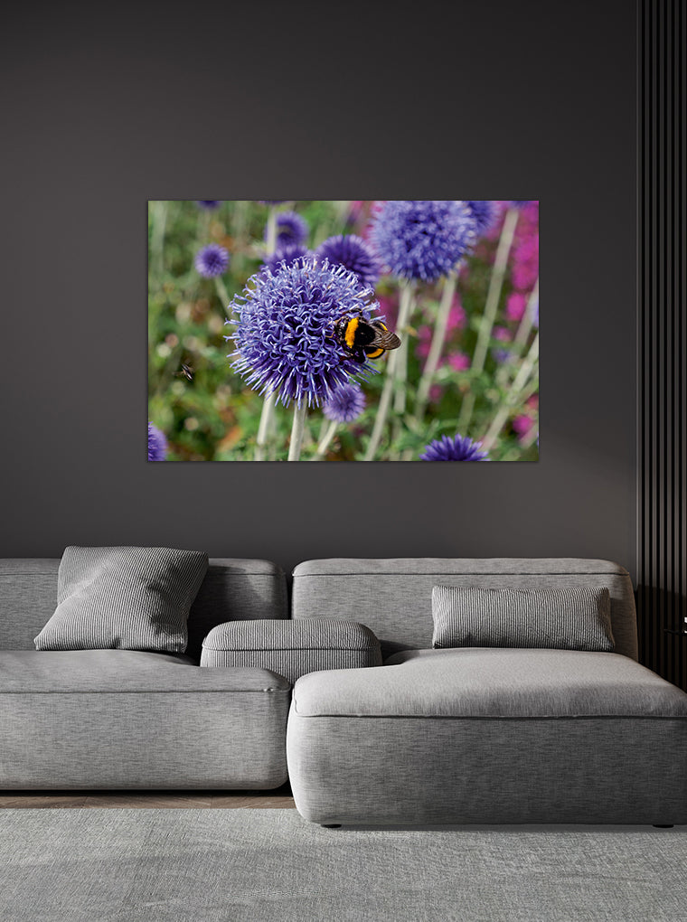Darstellung eines Art Prints der Heimatlinse hängend an einer Wand in dunkler Umgebung mit Motiv einer Hummel auf lila Diestelblüte.