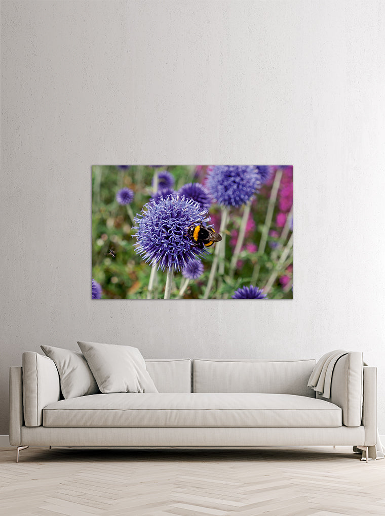Darstellung eines Art Prints der Heimatlinse hängend an einer Wand in heller Umgebung mit Motiv einer Hummel auf lila Diestelblüte.