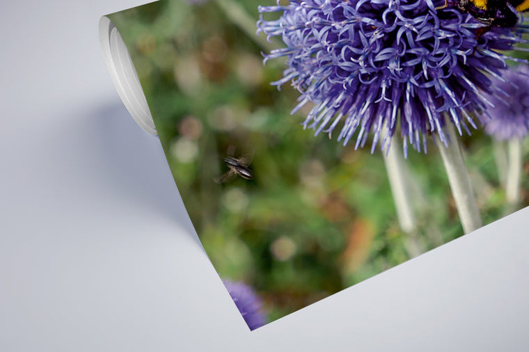 Darstellung eines Art Prints der Heimatlinse als halb aufgerolltes semi-mattes Poster mit Motiv einer Hummel auf lila Diestelblüte.