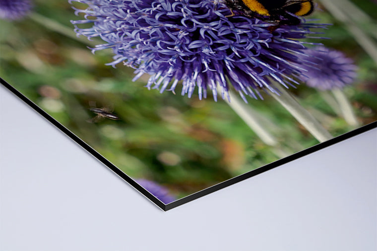 Darstellung eines Art Prints der Heimatlinse als matter UV-Direktdruck auf Aluverbund mit Motiv einer Hummel auf lila Diestelblüte.