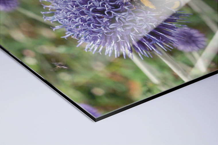 Darstellung eines Art Prints der Heimatlinse als hochglänzender UV-Direktdruck auf Aluverbund mit Motiv einer Hummel auf lila Diestelblüte.