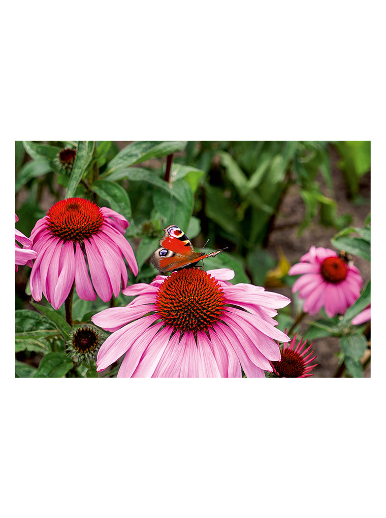 Bildmotiv eines Art Prints der Heimatlinse mit Schmetterling auf rosa Blüte.
