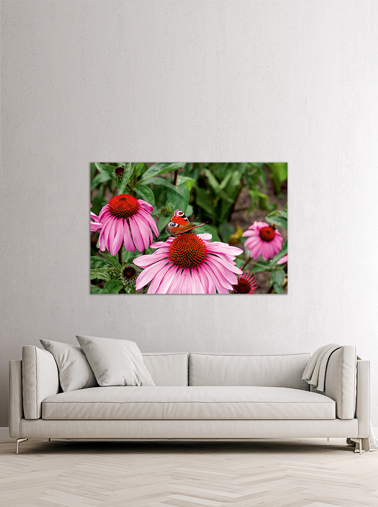 Darstellung eines Art Prints der Heimatlinse hängend an einer Wand in heller Umgebung mit Motiv eines Schmetterlings auf rosa Blüte.