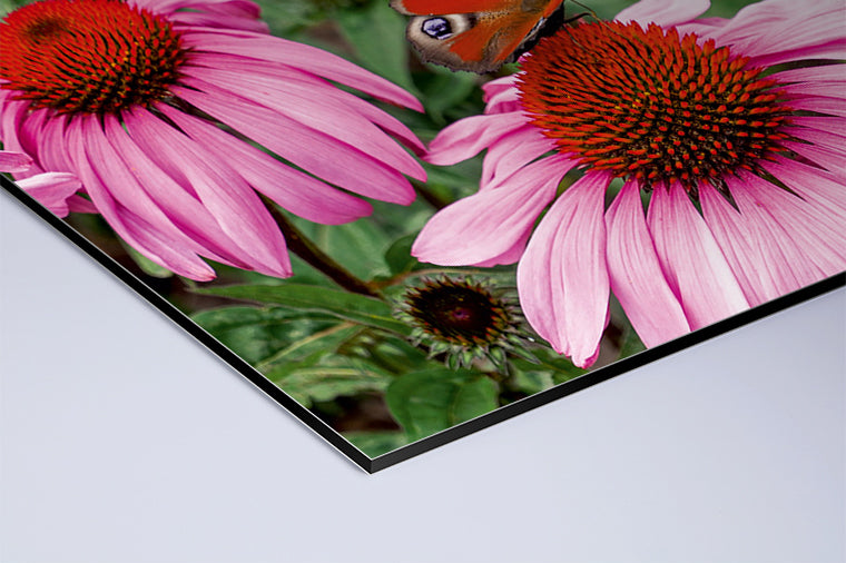 Darstellung eines Art Prints der Heimatlinse als matter UV-Direktdruck auf Aluverbund mit Motiv eines Schmetterlings auf rosa Blüte.
