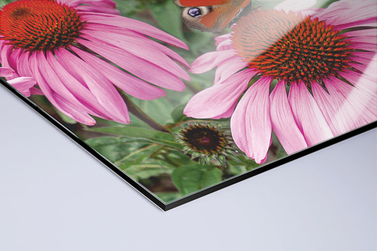 Darstellung eines Art Prints der Heimatlinse als hochglänzender UV-Direktdruck auf Aluverbund mit Motiv eines Schmetterlings auf rosa Blüte.