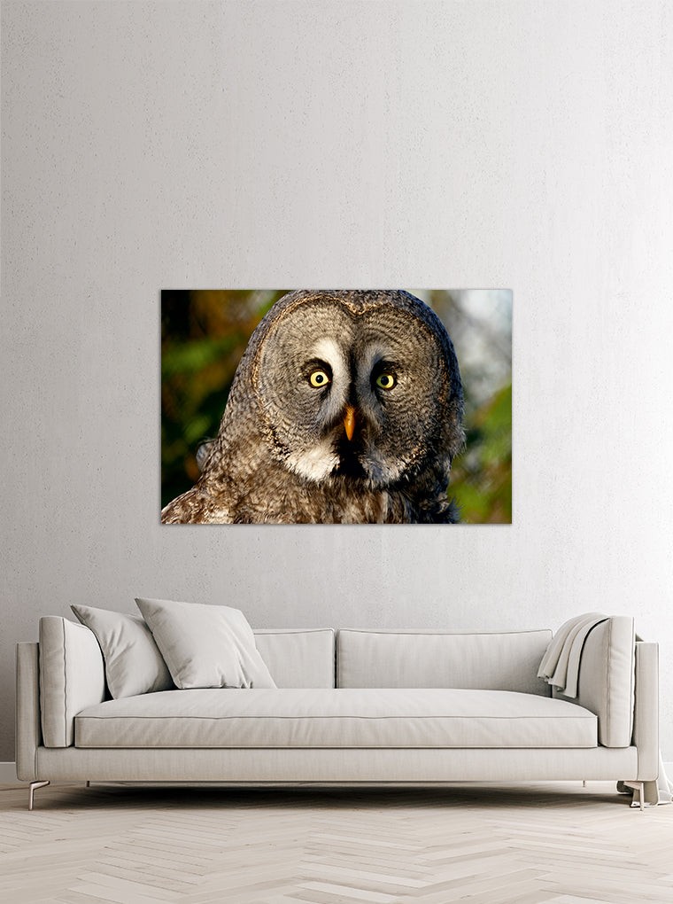 Darstellung eines Art Prints der Heimatlinse hängend an einer Wand in heller Umgebung mit Motiv eines detailreichen Eulen-Portraits.