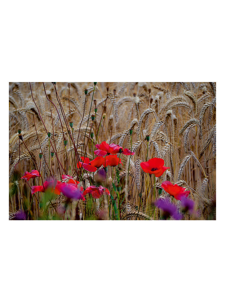 Bildmotiv eines Art Prints der Heimatlinse mit Mohnblumen im Kornfeld.
