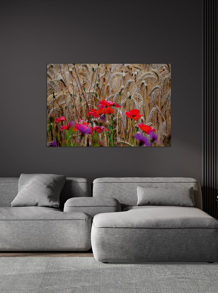 Darstellung eines Art Prints der Heimatlinse hängend an einer Wand in dunkler Umgebung mit Motiv von Mohnblumen im Kornfeld.