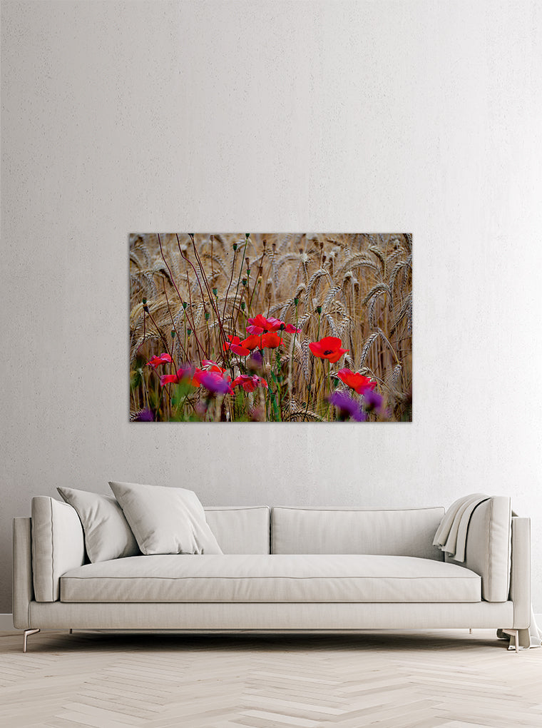 Darstellung eines Art Prints der Heimatlinse hängend an einer Wand in heller Umgebung mit Motiv von Mohnblumen im Kornfeld.
