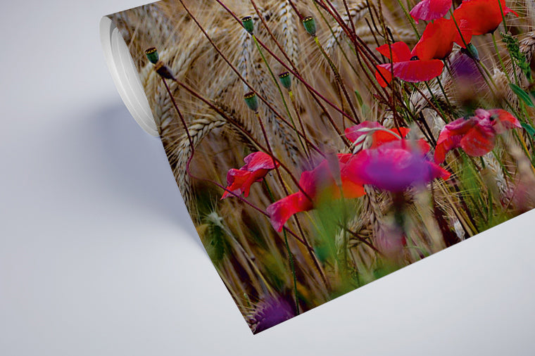 Darstellung eines Art Prints der Heimatlinse als halb aufgerolltes semi-mattes Poster mit Motiv von Mohnblumen im Kornfeld.