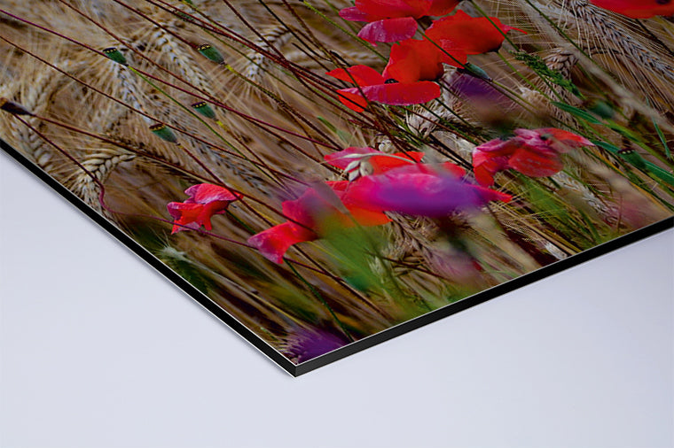 Darstellung eines Art Prints der Heimatlinse als matter UV-Direktdruck auf Aluverbund mit Motiv von Mohnblumen im Kornfeld.