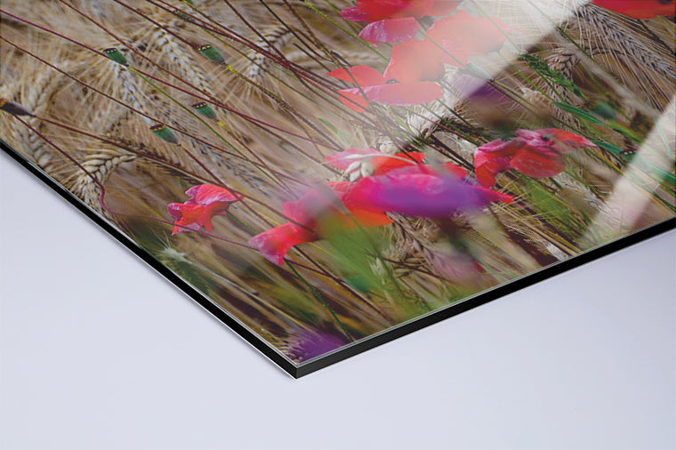 Darstellung eines Art Prints der Heimatlinse als hochglänzender UV-Direktdruck auf Aluverbund mit Motiv von Mohnblumen im Kornfeld.