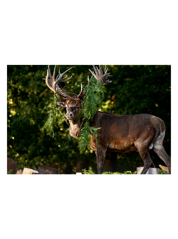 Bildmotiv eines Art Prints der Heimatlinse mit Hirsch und Farnschmuck im Geweih.