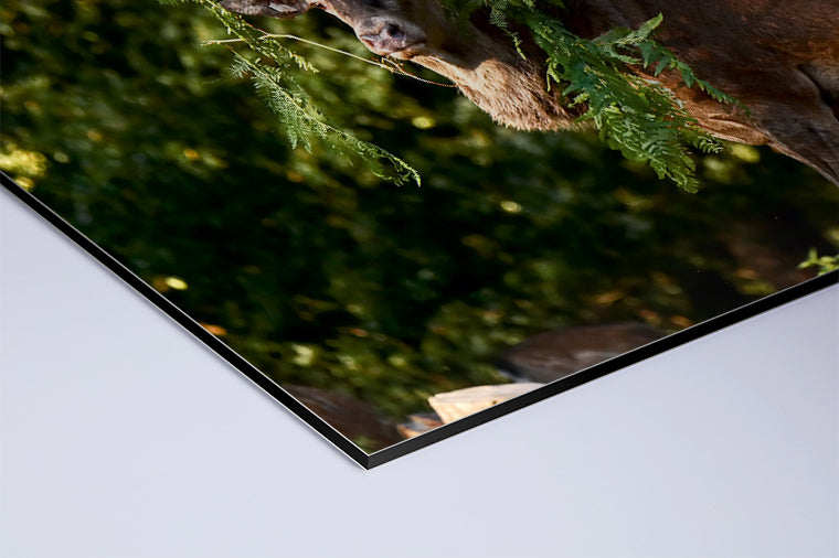 Darstellung eines Art Prints der Heimatlinse als matter UV-Direktdruck auf Aluverbund mit Motiv eines Hirsches mit Farnschmuck im Geweih.