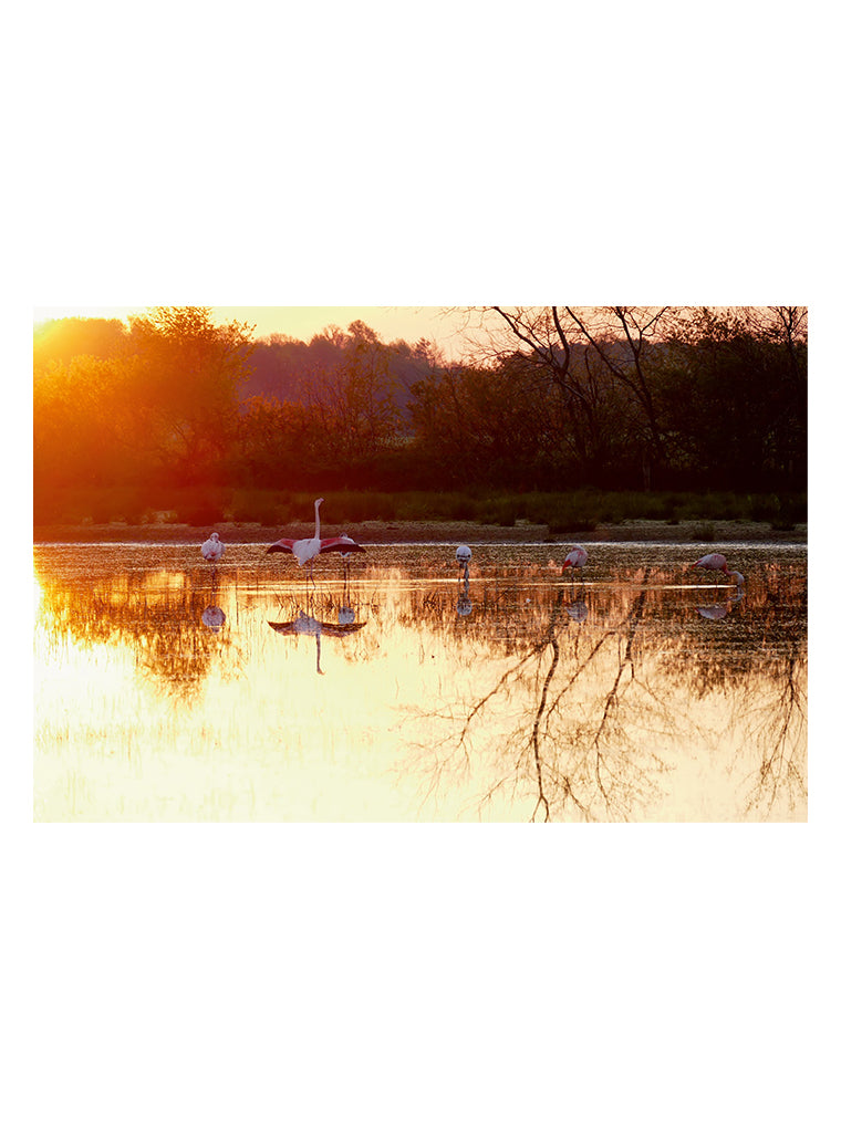 Bildmotiv eines Art Prints der Heimatlinse mit Flamingos bei Sonnenaufgang im Wasser.