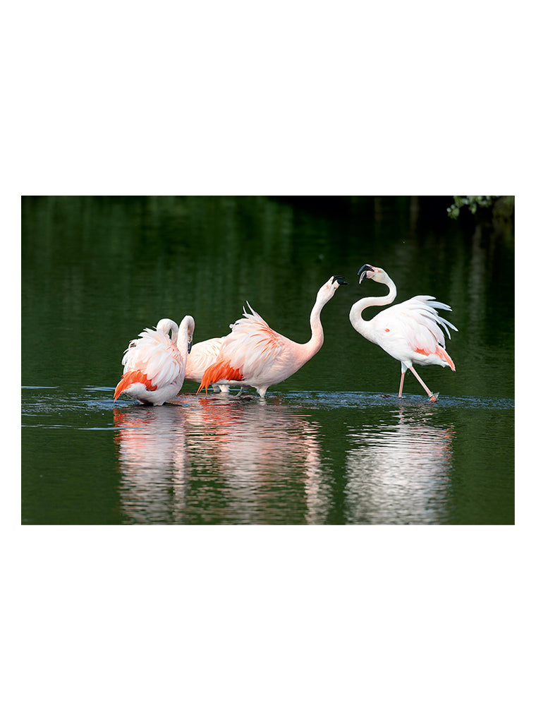 Bildmotiv eines Art Prints der Heimatlinse mit drei Flamingos im Wasser.