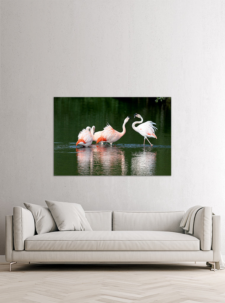 Darstellung eines Art Prints der Heimatlinse hängend an einer Wand in heller Umgebung mit Motiv von drei Flamingos im Wasser.