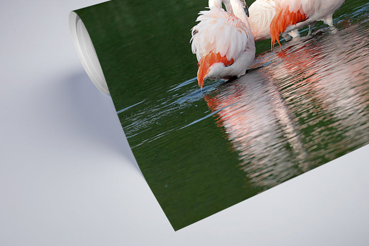 Darstellung eines Art Prints der Heimatlinse als halb aufgerolltes semi-mattes Poster mit Motiv von drei Flamingos im Wasser.