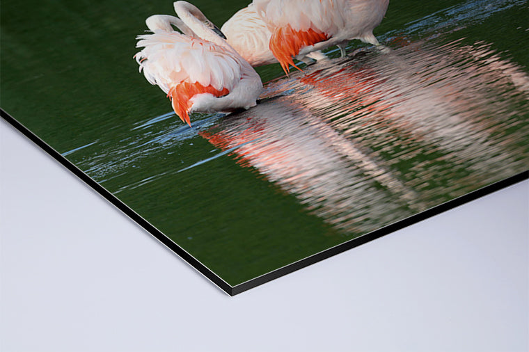 Darstellung eines Art Prints der Heimatlinse als matter UV-Direktdruck auf Aluverbund mit Motiv von drei Flamingos im Wasser.