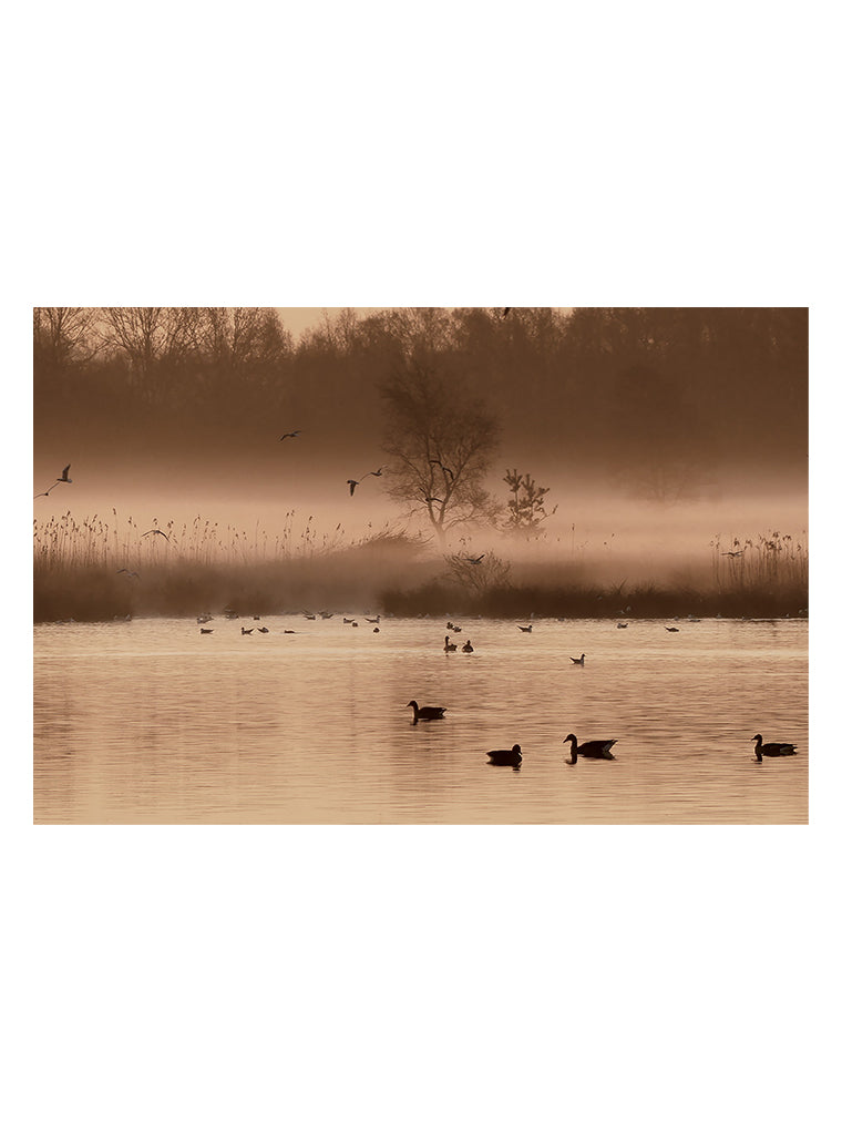 Bildmotiv eines Art Prints der Heimatlinse mit Wasservögeln im Morgennebel.