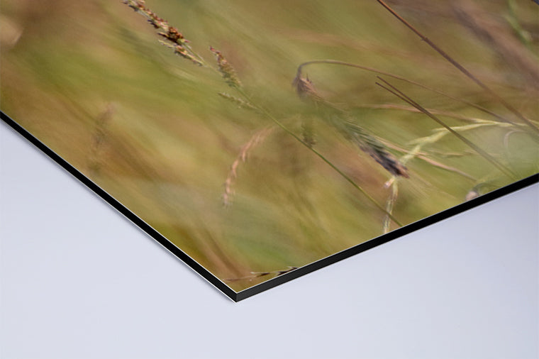 Darstellung eines Art Prints der Heimatlinse als matter UV-Direktdruck auf Aluverbund mit Motiv eines Rehkitz-Portraits im hohen Gras.