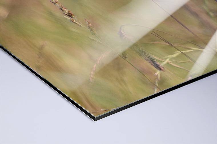 Darstellung eines Art Prints der Heimatlinse als hochglänzender UV-Direktdruck auf Aluverbund mit Motiv eines Rehkitz-Portraits im hohen Gras.