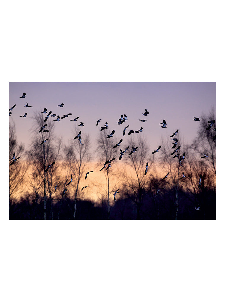 Bildmotiv eines Art Prints der Heimatlinse mit Vogelschwarm bei Tagesanbruch.