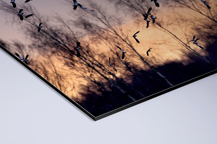 Darstellung eines Art Prints der Heimatlinse als matter UV-Direktdruck auf Aluverbund mit Motiv eines Vogelschwarms bei Tagesanbruch.