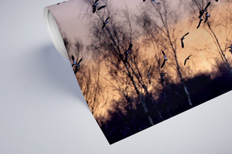 Darstellung eines Art Prints der Heimatlinse als halb aufgerolltes semi-mattes Poster mit Motiv eines Vogelschwarms bei Tagesanbruch.